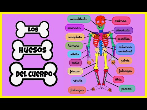 🦴 ¿Qué PASA dentro de tu CUERPO? Descubre los HUESOS y su increíble función