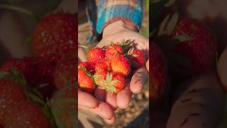 Tour Our PERMACULTURE ORCHARD #orchard