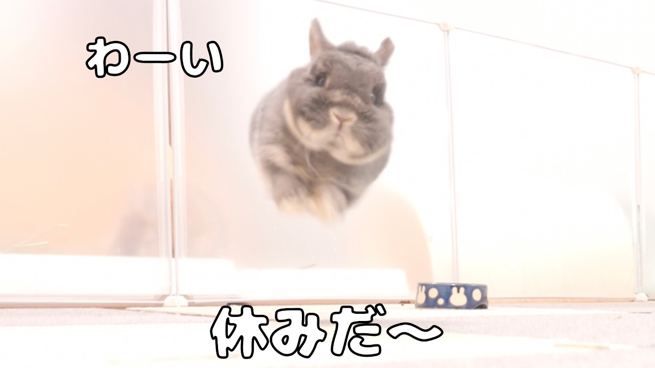 休みが嬉しくて呼ぶと跳ねながら近づいてくるウサギが可愛かった【No.1899】
