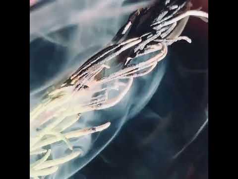 Raia Was - Any Evil (Lyric Video)