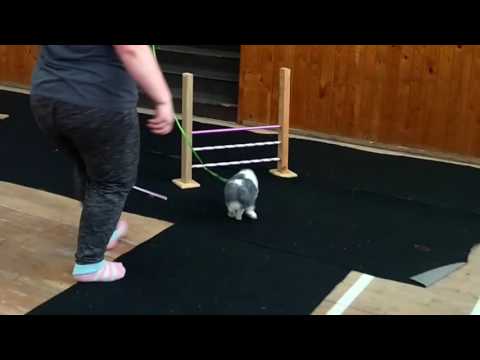 Trenink KH 11.3.2017 - Elita 100chov