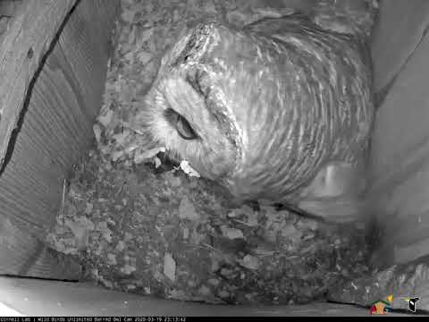 Overnight Crayfish Delivery To Barred Owl Nest Box! – March 19, 2020