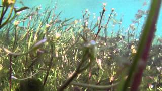 Plant Life at Barton Springs