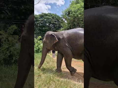 จำใจขายช้าง #ลิปซิงค์ #คนรักช้าง #คนเลี้ยงช้าง #elephant