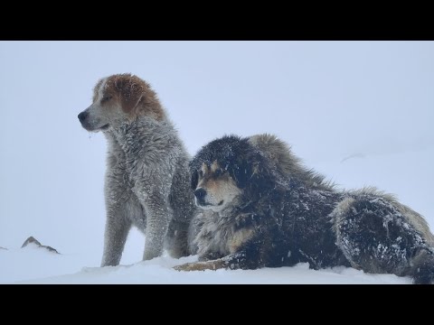 Warrior Dogs watching petty humans stuck at ChangLa Pass.