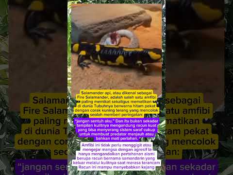 Salamander api 🔥 #trending #faktaunik #trendingshorts