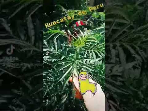 Peruvian Huacatay Herb in the UK