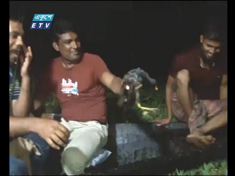 নড়াইলের লোহাগড়ায় পাখি শিকার করে বিক্রি করছে আশেপাশের এলাকাগুলোকে