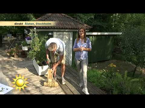 Surrande bisyssla som passar alla – Maria Forsblom besöker en biodlare