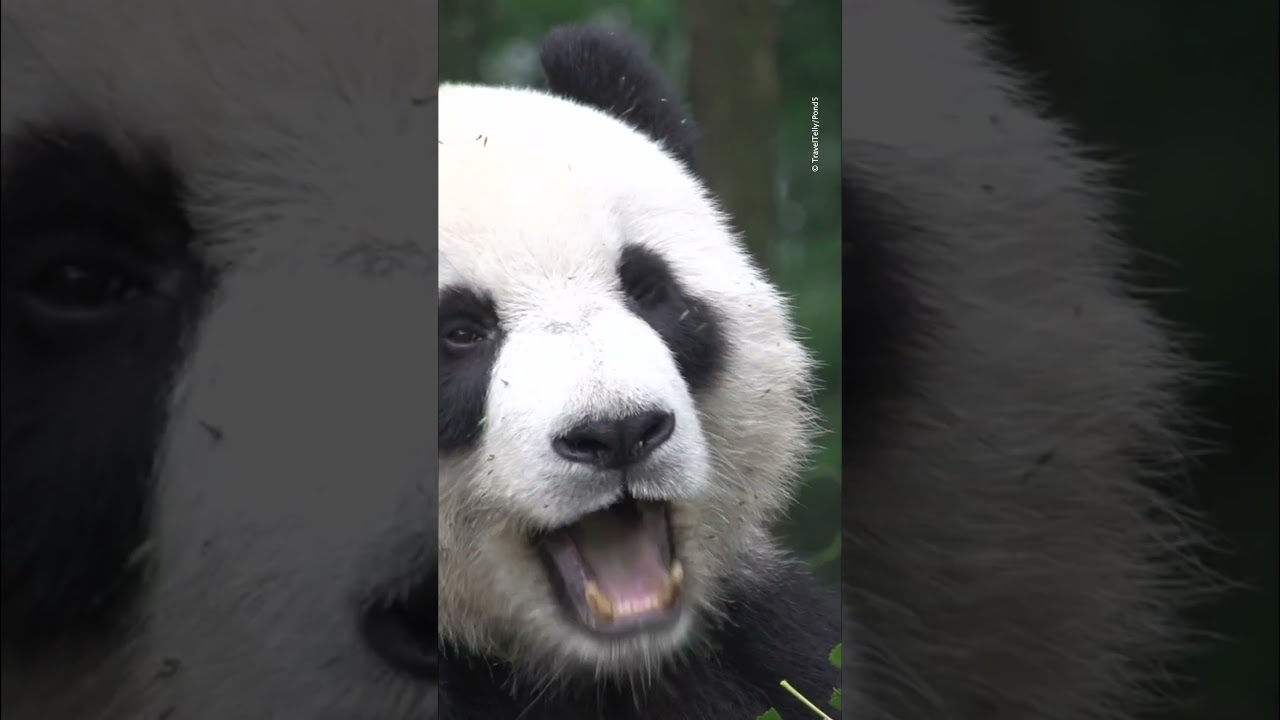 #Pandas love to snack!