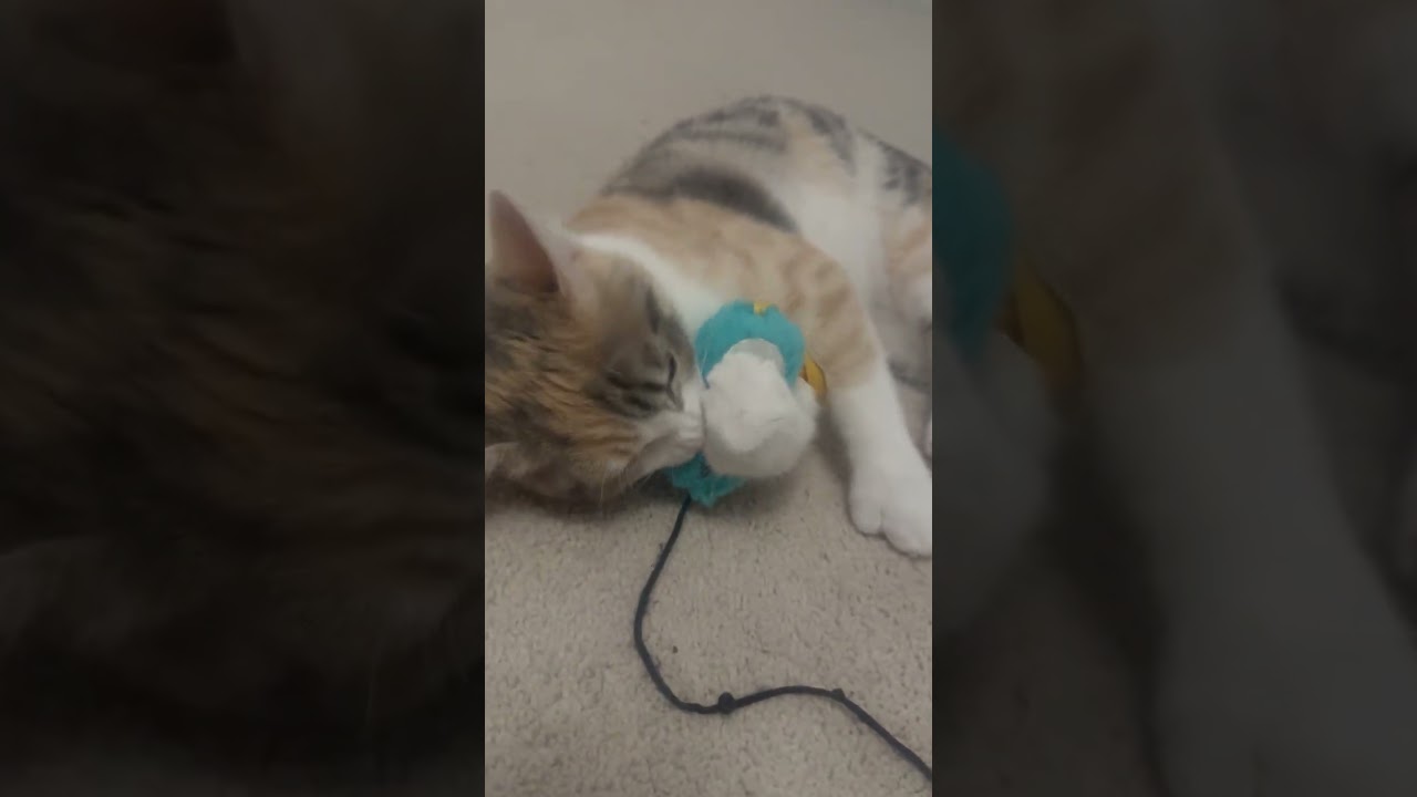 Enlarge Anna, an adopted Dilute Calico in Frederick, MD video 2/4
