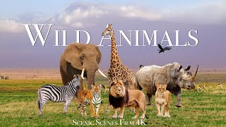 Amazing Scene of Wild Animals In 4K - Scenic Relax