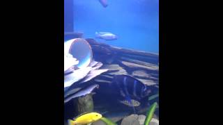 280 Gallon, Lake Tanganyika Cichlids, Electric Blues Dance