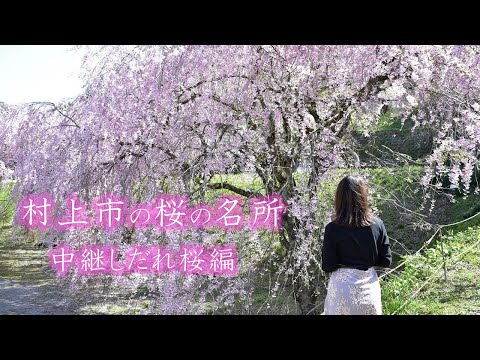 村上市の桜の名所「中継しだれ桜編」