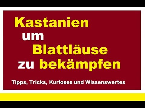 Mit Rosskastanien Blattläuse bekämpfen Kastanien Saponine Bekämpfung Ungeziefer Sprühmittel