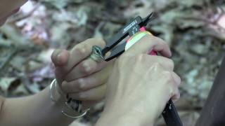 FNR-543-WV – Wildlife Responses to Timber Harvesting