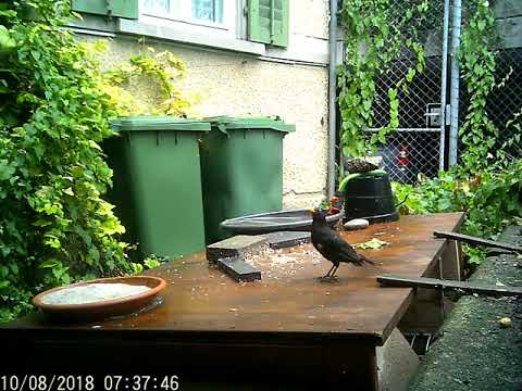 Wildkamera 10 08 2018 mein kleines Garten Gewusel