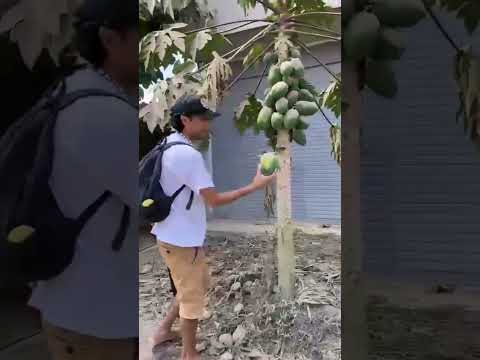 Getting papaya during fruit picking in Puerto Inca, Huanuco, Peru. #peruvianamazon