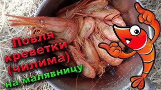 Чем ловят морскую креветку