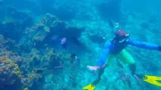 preview picture of video 'Gopro-Speed Boat Ride and Snorkeling , Bavaro Beach, Punta Cana'