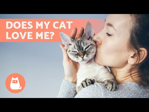 10 SIGNS Your CAT LOVES you ❤️ - YouTube