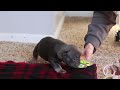 Frenchton dogs for sale: Jack - Video 1