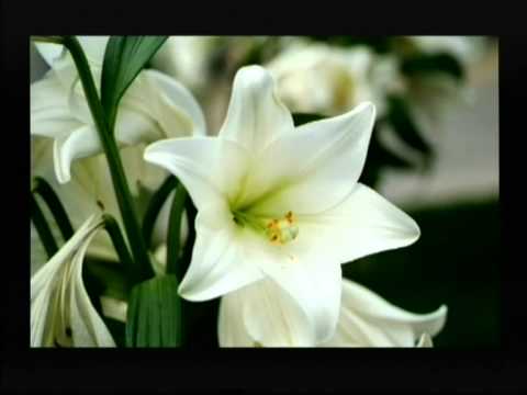 Lilly Of The Dhiveli