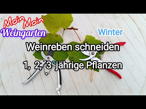 Pruning grapevines: 1, 2, 3-year-old grapevines - Pruning in winter/autumn - Grapes - Video 1