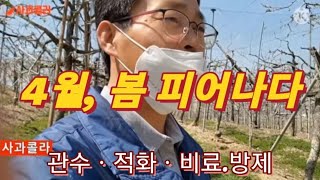 사과 밭에 본격 봄이ㆍ다시 들어도 중요한 개화전 이야기