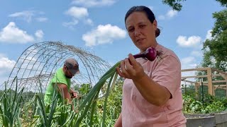 Better Than We Thought || Harvesting Garlic and Onions || June 2025