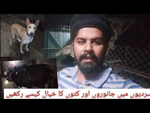 Janwaru Ko Raat Main Kesay Rakhye Or Dogs Ko B / Arslan Bhai Faisalabadi
