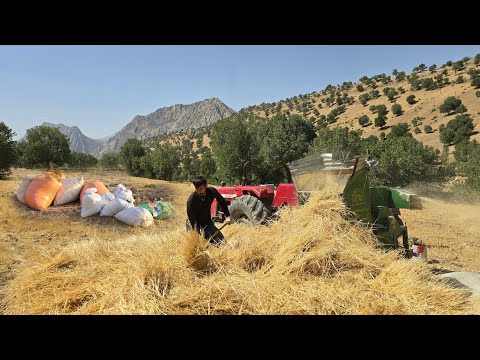 Nomadic life: Nomad man harvesting barley in pristine nature