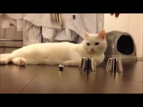 The smart cat