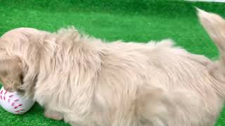 ハーフ犬の動画02