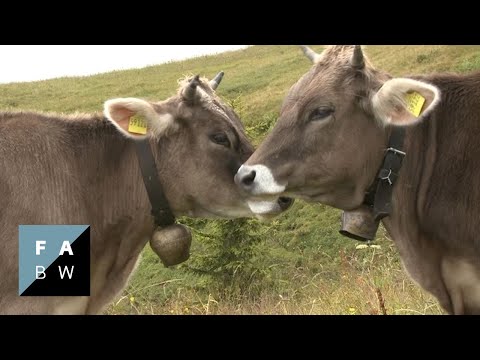 Mit Fell und Horn am Fellhorn: Zwei Jungrinder und ihr Sommer - Dokumentarfilm (2012)