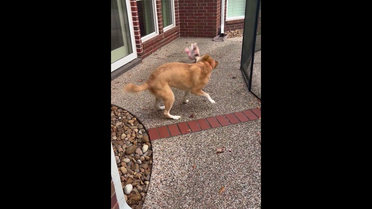 Zoe, an adoptable mixed breed in Houston, TX video 6/6