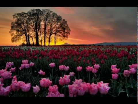 Meshira per njerezimin