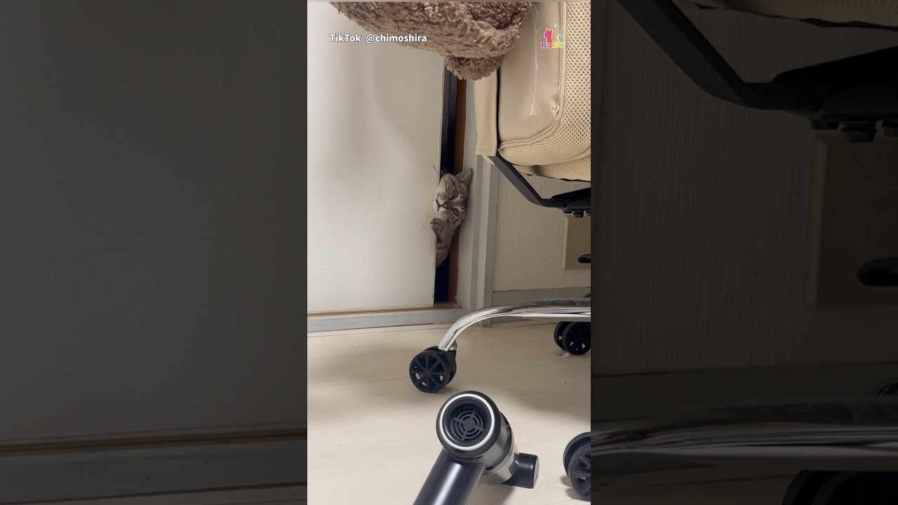 猫さん、ドアの隙間からクセ強の登場