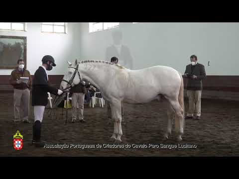 210202 7 Heroi - Aprovação de Garanhões