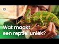Wat maakt een reptiel uniek?