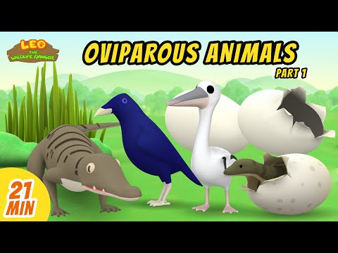 Oviparous Animals Minisode Compilation (Part 1/7) - Leo the Wildlife Ranger | Animation | For Kids