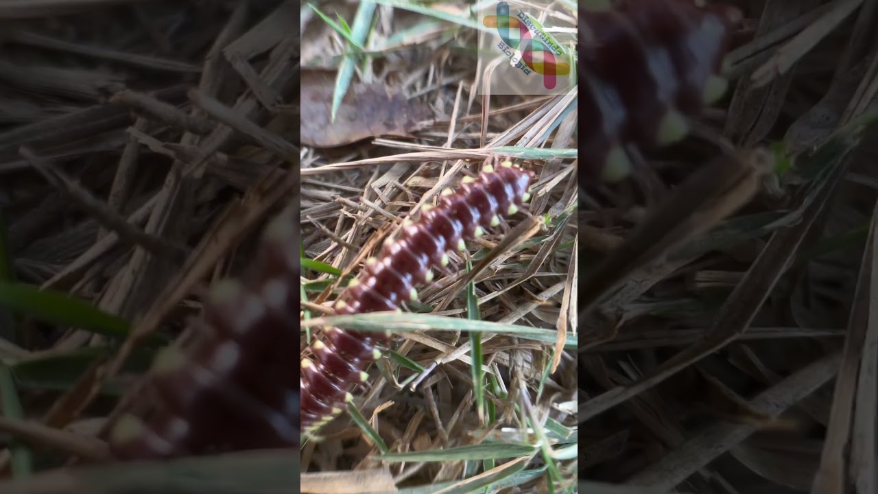 Piolho de cobra?!? #shorts #curiosidades #short #shortsvideo #shortsviral #biologia