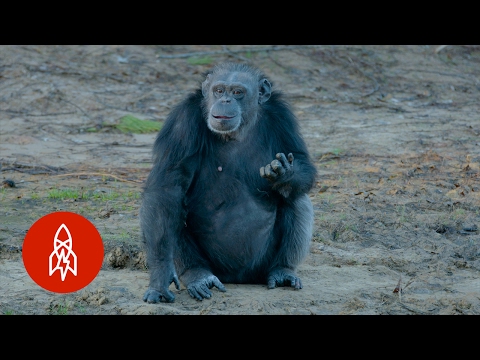 黑猩猩可以退休的地方 (Where Chimpanzees Get to Retire)