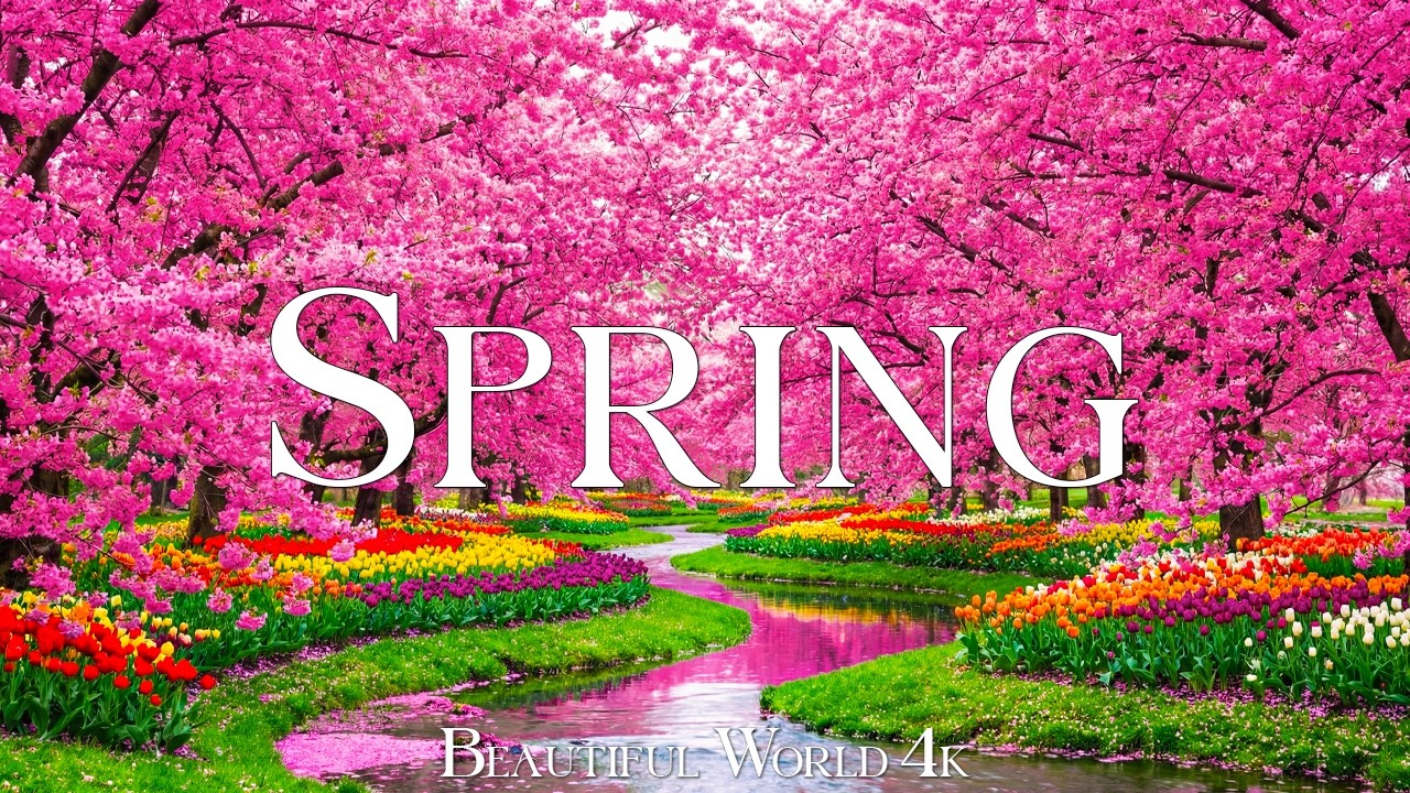 Spring Blossoms 4K Aerial 🌸 Soaring Above Tulip Valleys, Sakura Gardens and Dreamlike Morning Light