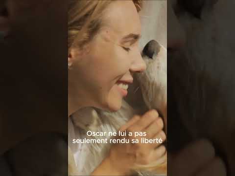 Chiens Assistants: Le Courage au Service de l’Humain 💪🐾