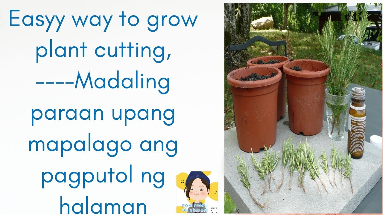Easyy way to grow plant cutting, ----Madaling paraan upang mapalago ang pagputol ng halaman