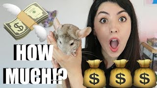 PET CHINCHILLAS | HOW MUCH DO THEY COST? | PETS