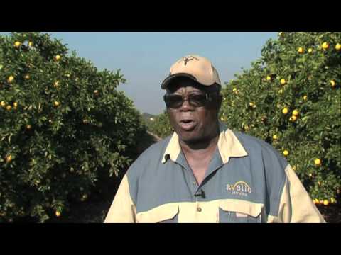 , title : 'Farming entrepreneurs: Citrus farming'