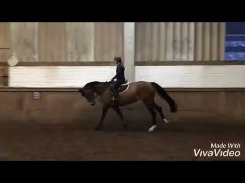 6j. Holsteiner Stute Florenz