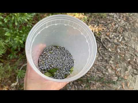 What does the wax myrtle have to do with Thanksgiving?